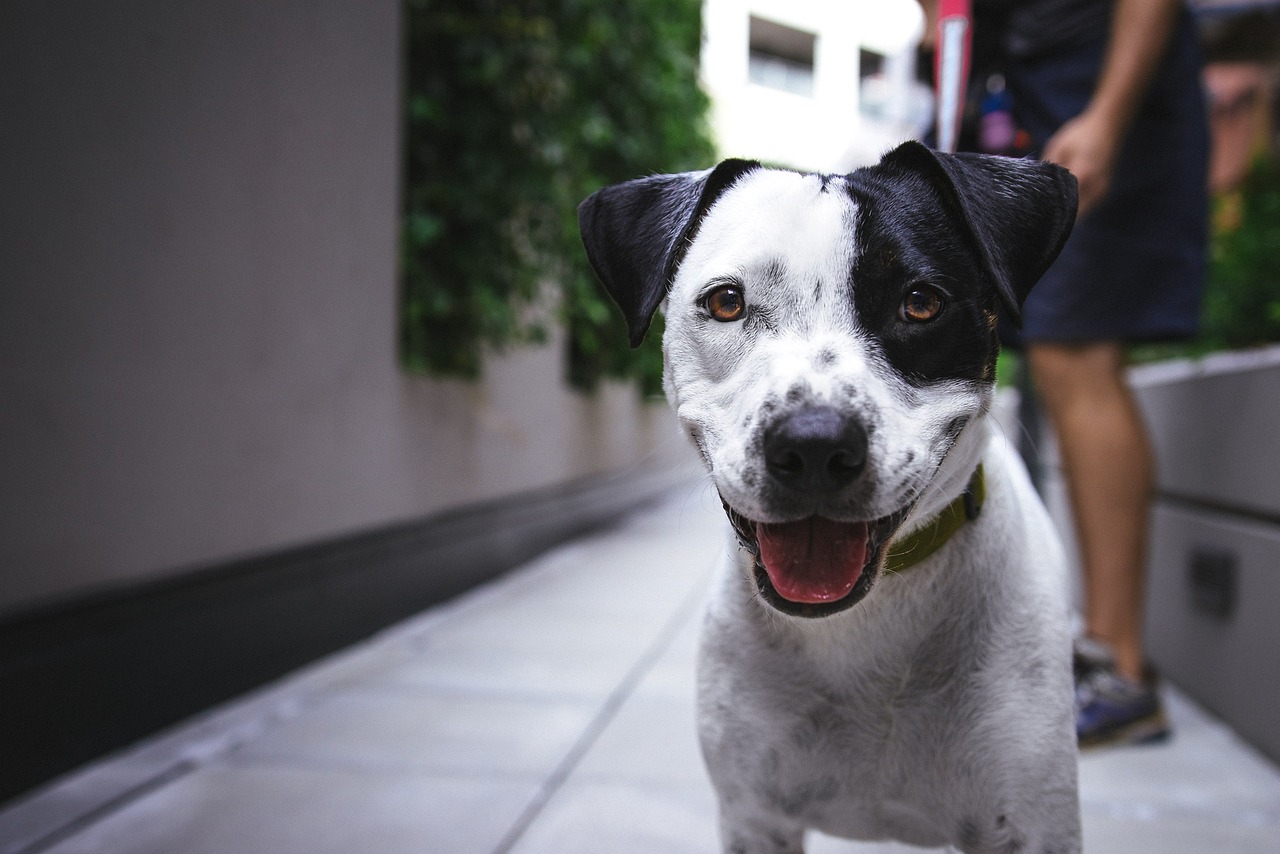 Tips for Teaching Your Dog to Sit and Stay